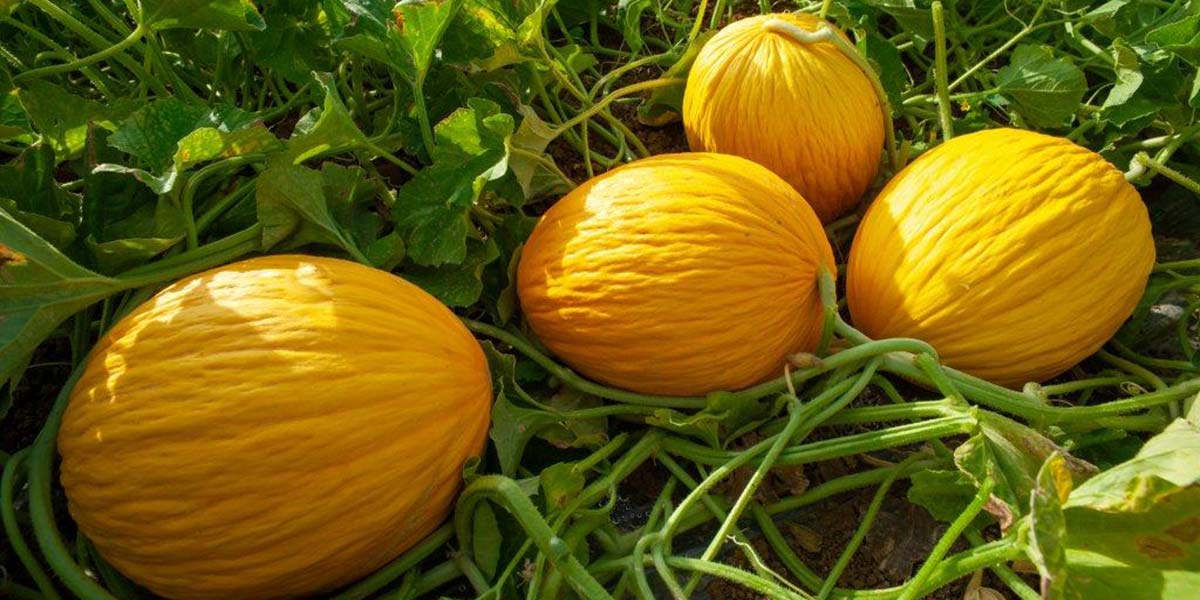Melone gialletto, Enza Zaden presenta le novità 2023
